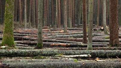 Wycinka w Puszczy Białowieskiej: Polska naruszyła prawo Unii