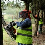 Wycinki drzew w mieście bez tajemnic. W Krakowie rusza nowy system