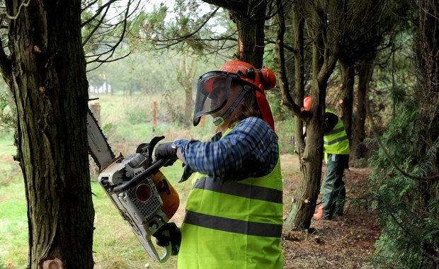 Wycinki drzew w mieście bez tajemnic. W Krakowie rusza nowy system