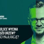 Wycinki w Polsce. Czy potrzebujemy certyfikacji drewna?