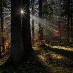 Wycinki w polskich lasach zatrzymane. Padła przełomowa decyzja
