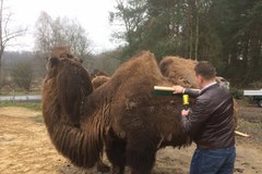 Wyczesane ZOO. Ciekawe atrakcje w Poznaniu