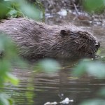 Wydano zgodę na odstrzał kilkuset bobrów. Mają stwarzać zagrożenie