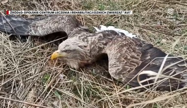 "Wydarzenia": Bielik zatruł się pokarmem. Winnymi okazali się myśliwi