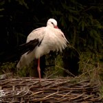 "Wydarzenia": Bociany już w drodze do Polski