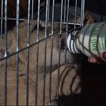 "Wydarzenia": Do poznańskiego zoo trafiły dzikie zwierzęta z Ukrainy