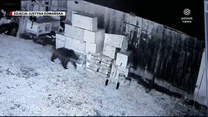 "Wydarzenia": Głodny niedźwiedź brunatny straszy mieszkańców