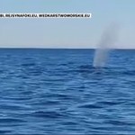 "Wydarzenia": Humbak pływał w Bałtyku niedaleko Gdańska