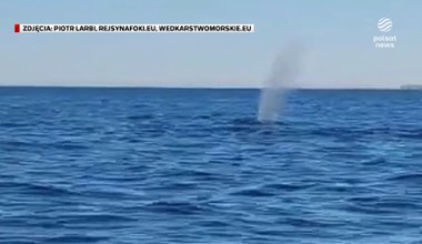 "Wydarzenia": Humbak pływał w Bałtyku niedaleko Gdańska