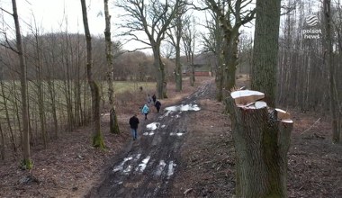 "Wydarzenia": Kontrowersyjna przycinka dębów