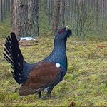 "Wydarzenia": Leśnikom udało się nagrać miłosną serenadę głuszca