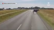 "Wydarzenia": Okres godowy łosi zagrożeniem dla kierowców
