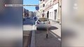 ''Wydarzenia'': Rój pszczół w centrum Zabrza. Osiadły na jednym z samochodów 