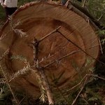 "Wydarzenia": Wycinka pomimo zakazu. Greenpeace alarmuje