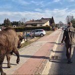 ''Wydarzenia'': Żubrzyca uciekła z rezerwatu w Tychach. Nie cieszyła się wolnością długo