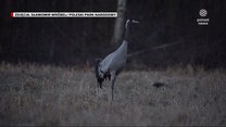 ''Wydarzenia'': Żurawie z Poleskiego Parku Narodowego zagrożone. Eksperci podają powody
