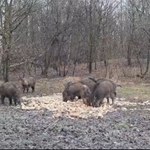 "Wydarzenia": Zwierzęta płacą swoim zdrowiem i życiem. Powodem wyrzucany do lasu spleśniały chleb