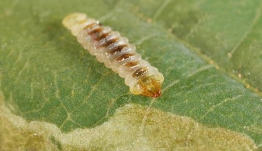 Wydawało się, że mamy z nim spokój. Powróciła plaga, która wywołała panikę