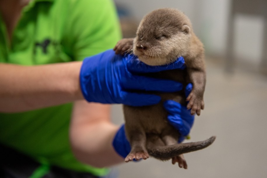 Wyderka orientalna, - jedna z dwóch sióstr, które przyszły na świat w czerwcu w łódzkim ZOO Orientarium /ZOO Orientarium Łódź /Materiały prasowe