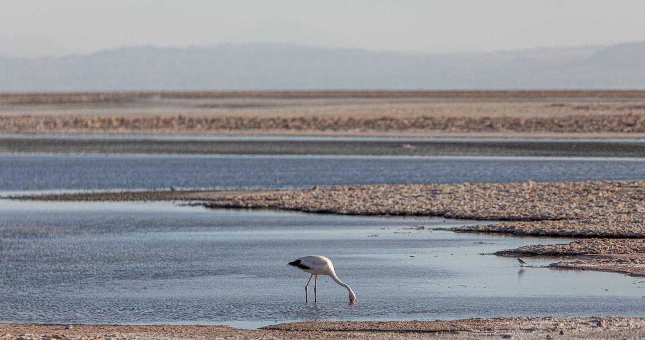 Wydobycie litu w Chile zaburza równowagę hydrologiczną. Spada poziom wód gruntowych i jezior, w efekcie populacja flamingów zmniejszyła się o 20 proc. w ciągu kilku lat /AFP