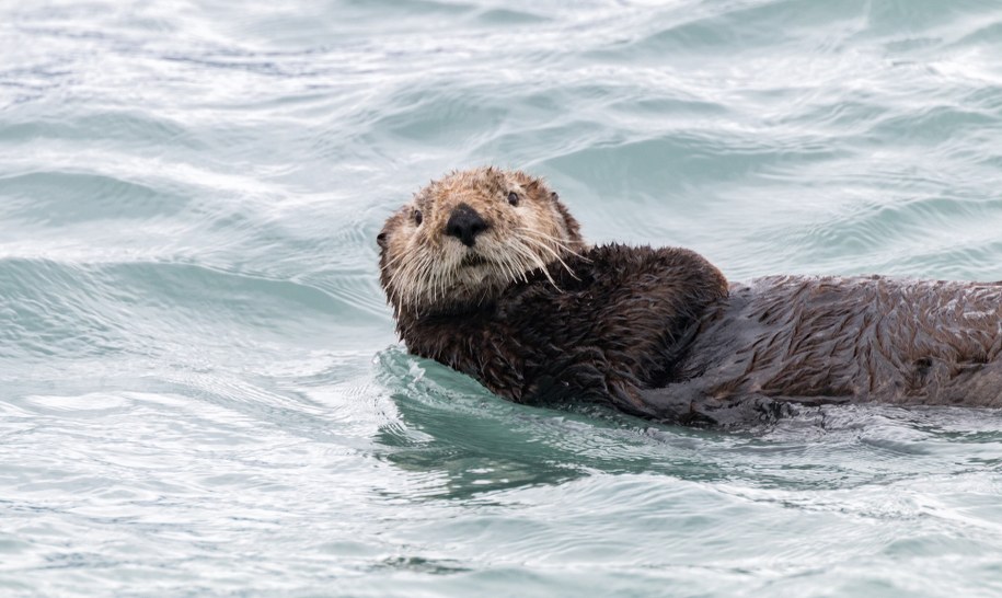 Atak wydry w USA. Trzy kobiety zostały ranne