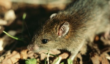 Wyeliminowali szczury z wyspy za pomocą dronów. Gryzonie były wszędzie