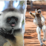 Wyginają śmiało ciało. Naczelne z Madagaskaru kapitalnie tańczą pogo