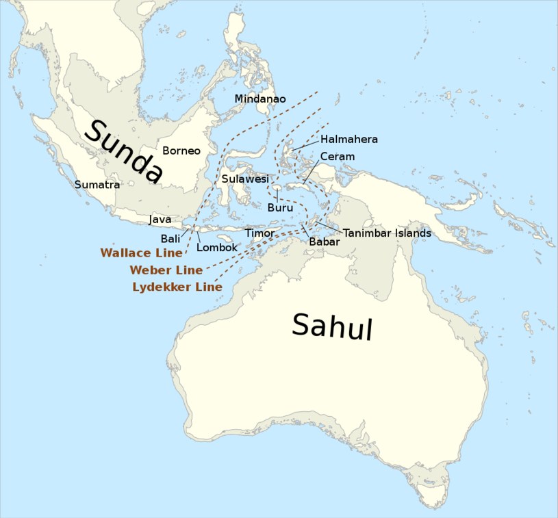 Wygląd dawnego kontynentu o nazwie Sahul /Kanguole/CC BY-SA 4.0 /Wikipedia