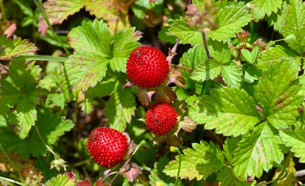 Wygląda apetycznie, ale to fałszywa poziomka. Czy jest trująca?