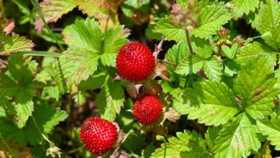 Wygląda apetycznie, ale to fałszywa poziomka. Czy jest trująca?