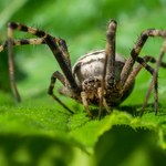 Wygląda groźnie, ale nie warto go zabijać. Walczy z intruzami w ogrodzie