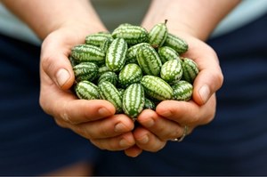 É um pepino, mas parece uma melancia. Mysi Melon é o Ministério das Finanças da Fibra, Vitamina C e os elementos valiosos