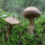 zbieranie grzybów Wygląda jak borowik, ale zepsuje cały sos. Lepiej zrób test języka