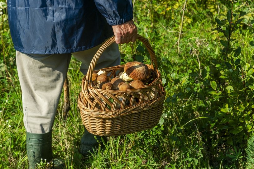 Wygląda jak jadalny prawdziwek, a jest silnie trujący. Nie wkładaj do koszyka