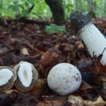 Wygląda jak jajo i cuchnie jak padlina. Niektórzy jedzą go na surowo