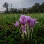Wygląda jak krokus, lecz kwitnie jesienią. To ostatni dzwonek na jego sadzenie