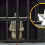 Wygląda jak mały metalowy ludzik LEGO, ale to innowacyjny robot