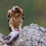 Wygląda jak miniaturowy orzeł. Sensacja ornitologiczna w Polsce