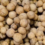 Wygląda jak młode ziemniaczki, smakuje jak połączenie grejpfruta i winogron. Ma moc witamin i pomaga walczyć z migreną