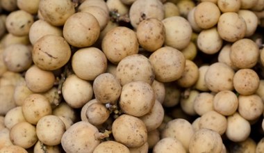 Wygląda jak młode ziemniaczki, smakuje jak połączenie grejpfruta i winogron. Ma moc witamin i pomaga walczyć z migreną