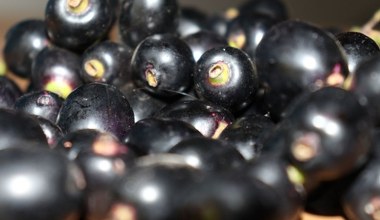 Wygląda jak oliwka, smakuje jak polska węgierka. Przyjaciółka jelit i serca, spowalnia starzenie