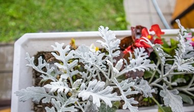 Wygląda, jak oprószona śniegiem. To idealna roślina na jesienny balkon 