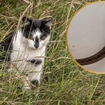 Wygląda jak robak, rusza się i wije w trawie, a nie ma głowy. Co to jest?