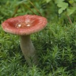 sezon na grzyby Wygląda jak trujący muchomor, a uchodzi za przysmak. Wielu omija go w lesie