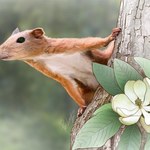 Wygląda jak wielka wiewiórka, ale to przodek człowieka
