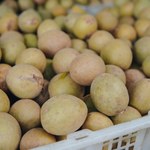 Wygląda jak ziemniak, smakuje jak cukierki i ma mnóstwo błonnika. Znasz ten owoc? 
