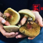 zbieranie grzybów Wygląda niepozornie, a smakuje lepiej niż borowik! Teraz kupisz go w Kauflandzie za grosze