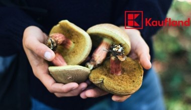 Wygląda niepozornie, a smakuje lepiej niż borowik! Teraz kupisz go w Kauflandzie za grosze