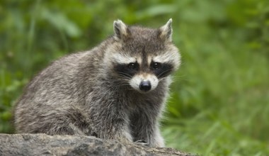 Wygląda niewinnie, ale to groźny drapieżnik. W Polsce to już inwazja