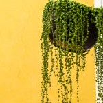 Wygląda obłędnie i niemal nie potrzebuje wody. To najmodniejsza roślina roku